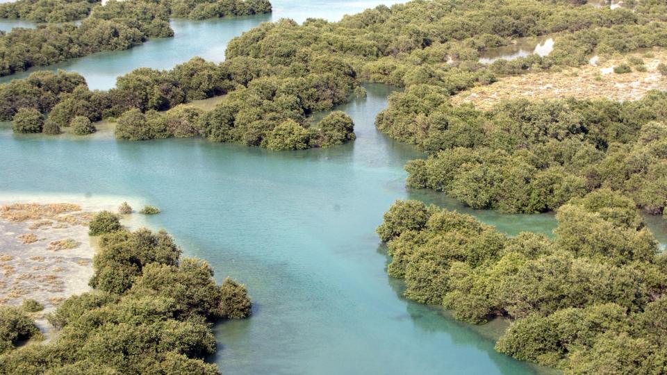 Ha'ra Forest