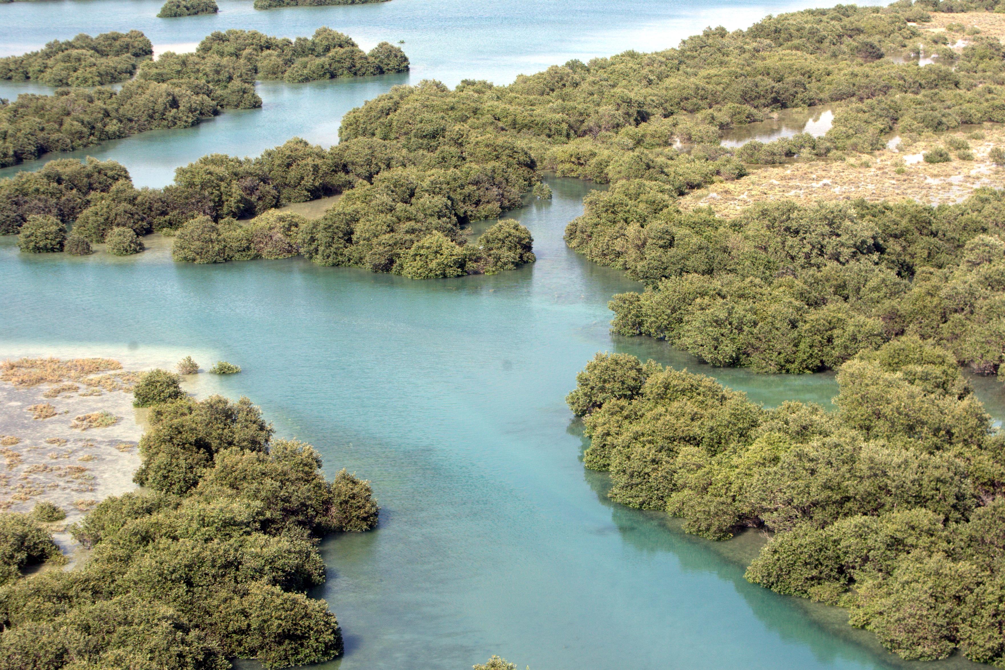 Ha'ra Forest