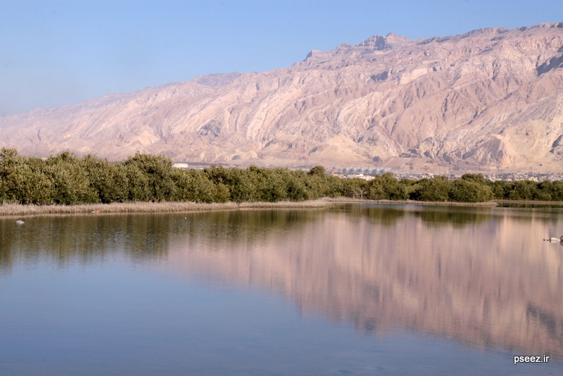 پاکسازی ساحل خلیج فارس