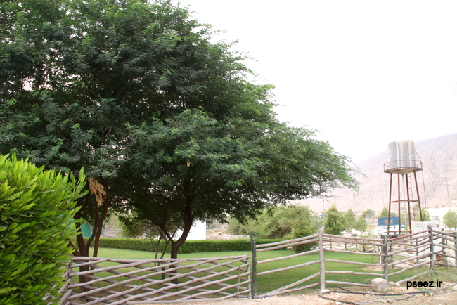 تفرجگاه نهالستان