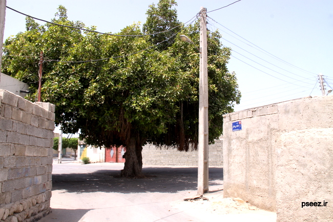 طالب دریایی