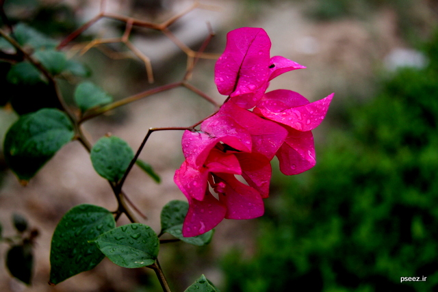 بوی  <strong class='sis-keyword'>باران</strong> 2