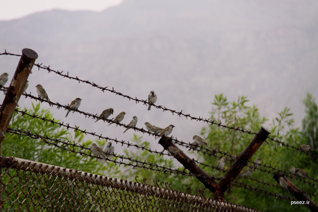 بوی  <strong class='sis-keyword'>باران</strong> 9