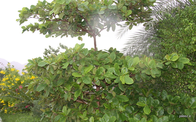 بوی  <strong class='sis-keyword'>باران</strong> 12