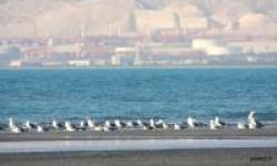 پارک ملی دریایی نایبند؛ زیستگاه امن پرندگان مهاجر