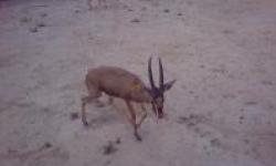 راه اندازی طرح پرورش آهوی &laquo;جبیر&raquo; در پارک ملی نایبند