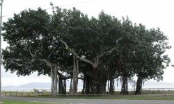 سایه لورهای عسلویه بر سر مسافران نوروزی در روز طبیعت گسترانده شد