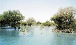 جنگل های حرا در عسلویه پاکسازی شد