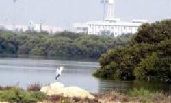 206 گونه پرنده در پارک ملی_دریایی نایبند عسلویه شناسایی شد