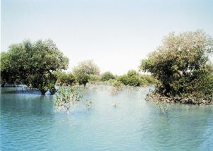 جنگل های حرا در عسلویه پاکسازی شد